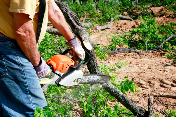 Best Tree Trimming Near Me  in Greenwood, DE